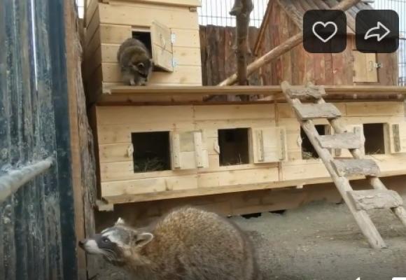 В барнаульском зоопарке енотам подарили квартиры (видео)