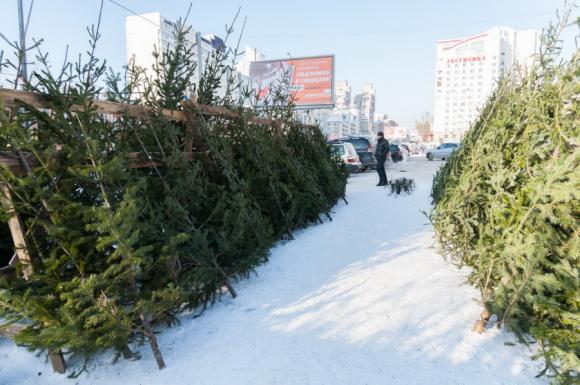 В Барнауле начали продавать елочки