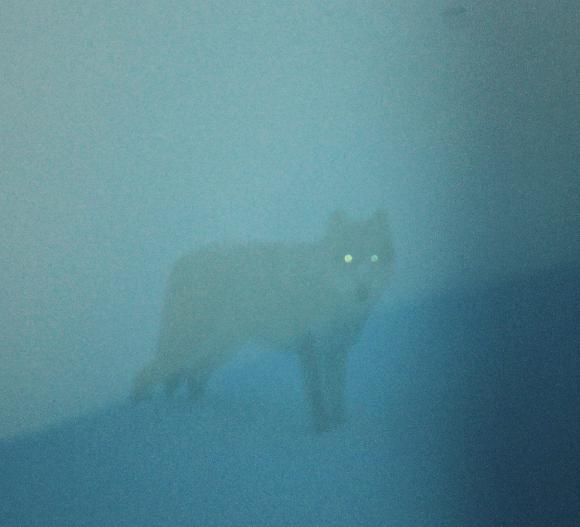 Волк прошелся рядом с сотрудницей Алтайского заповедника