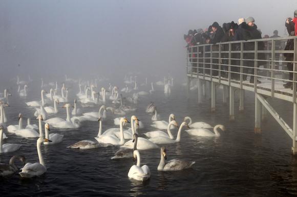 Лебеди на незамерзающем алтайском озере