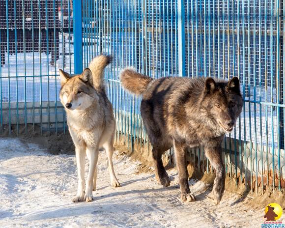 Барнаульский зоопарк сделает бесплатным вход для всех