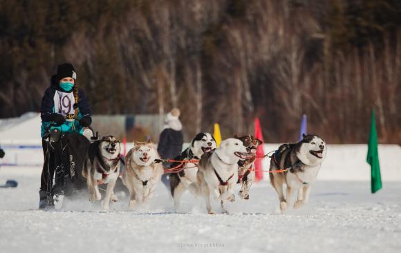 В Барнауле пройдет полуночная гонка с собаками