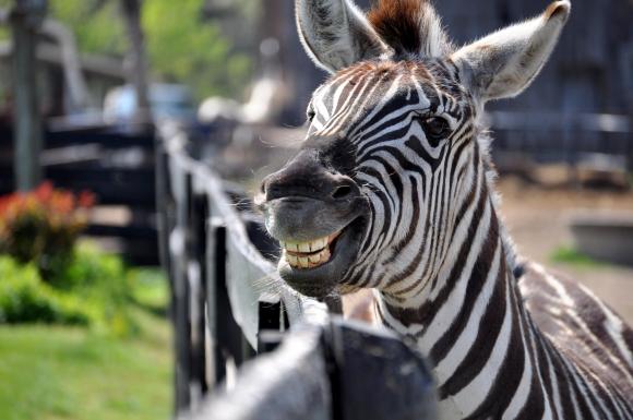 В барнаульском зоопарке поселится зебра!