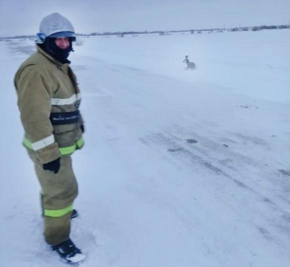 Алтайские пожарные спасли сбитую косулю