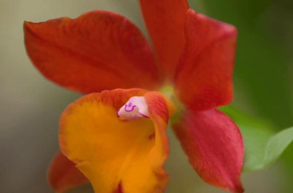 Российские ученые вывели новый сорт орхидеи к 8 Марта