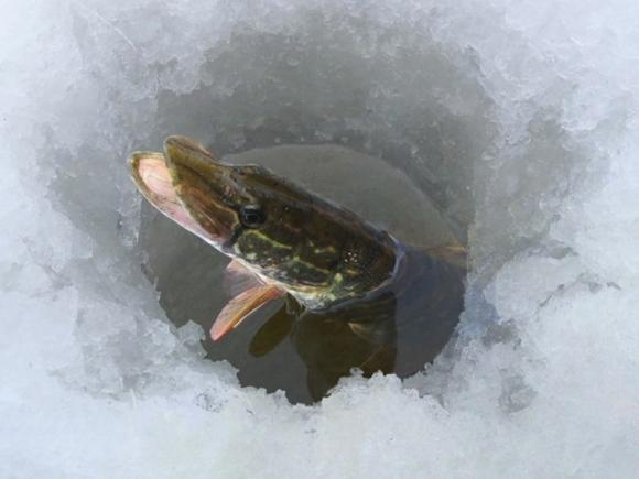 Житель Барнаула придумал, как ветром спасать рыбу от замора