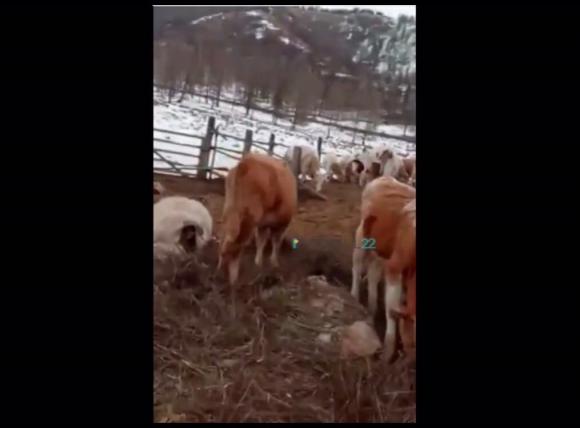 Прокуратура проверит, почему гибнет скот на алтайской ферме