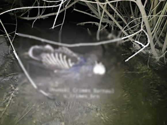 В Юбилейном парке в ручье нашли человеческий скелет