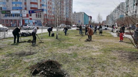 В Барнауле стало больше деревьев