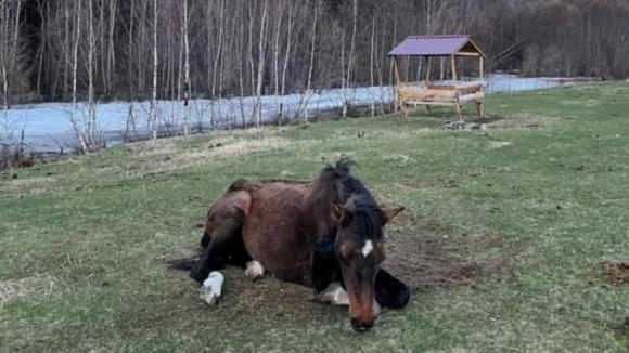 В Горном Алтае туристы спасли лошадь из Катуни