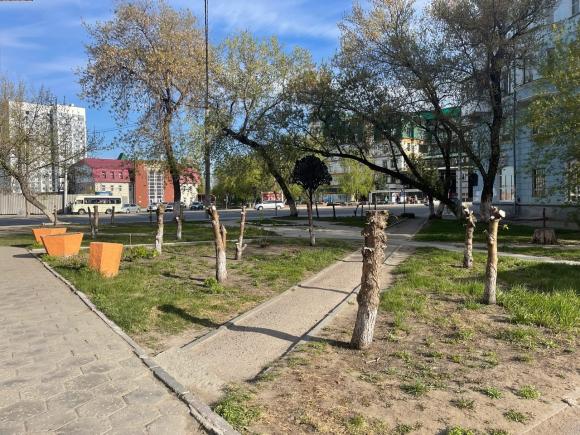 СМИ: Власти Барнаула не стали выяснять, кто срубил яблони на Строителей