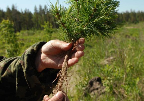 В Алтайском крае потратят 174 млн и восстановят леса