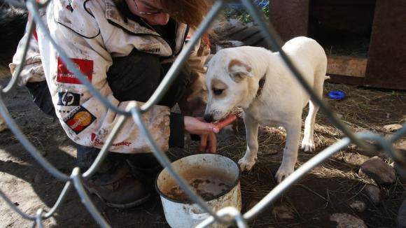 В Алтайском крае могут появиться службы по отлову бездомных животных
