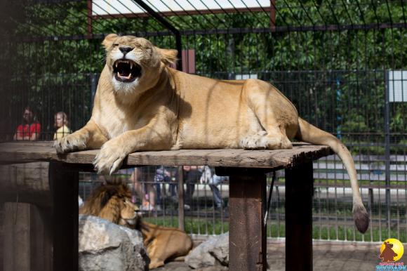 Барнаульцам предлагают написать гимн для зоопарка