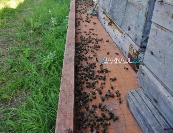 Массовая гибель пчел в Алтайском крае