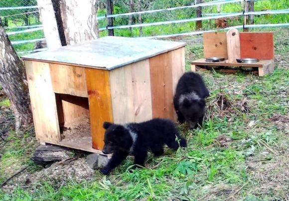 Спасенных медвежат скоро выпустят в дикую природу