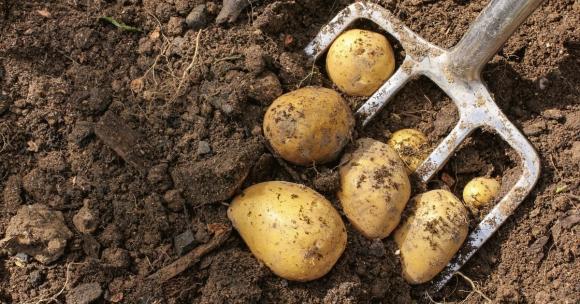 В Алтайском крае цена картошки выросла почти в 2 раза