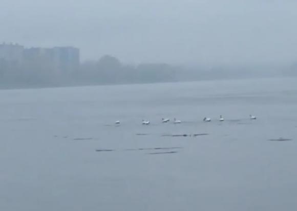 В Алтайский край прилетели первые лебеди