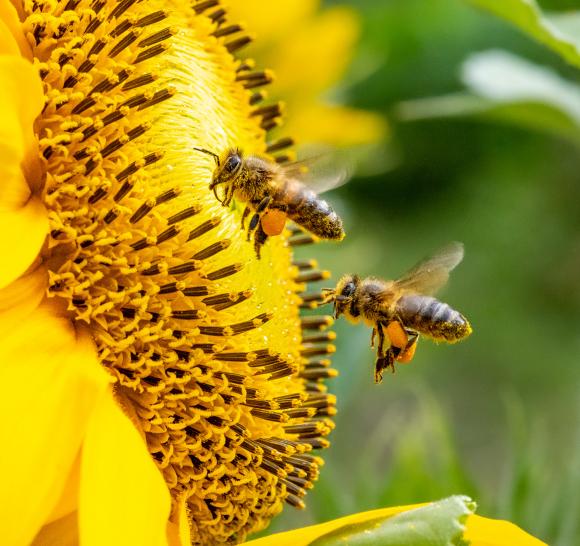 В Алтайском крае решили спасать пчел