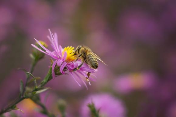 19 алтайских фермеров привлекут к ответственности за массовую гибель пчёл