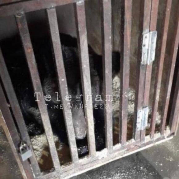 Полицейские Барнаула выяснили, что за медведи в клетках на Потоке