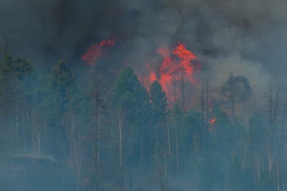 На Алтае мужчина заплатил крупный штраф за лесной пожар