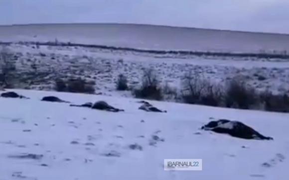 В Алтайском крае расстреляли табун лошадей