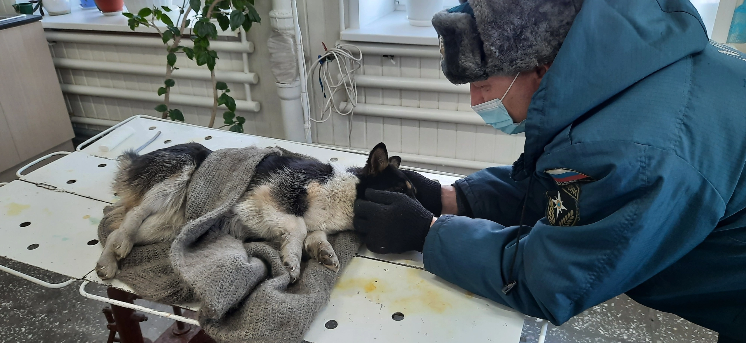 Алтайские спасатели выхаживают сбитую собаку