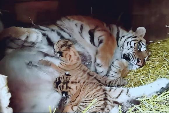 Новорождённых тигряток из барнаульского зоопарка будут подкармливать из соски