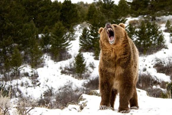 Шнуров похвастался, что подстрелил кабана и ранил медведя в Алтайском крае