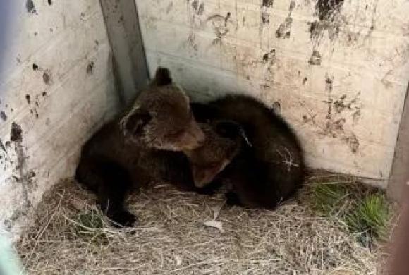 В Алтайском заповеднике вырастят спасенных в Красноярском крае медвежат