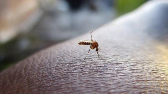 Биологи: на Алтае комаров в этом году можно не ждать