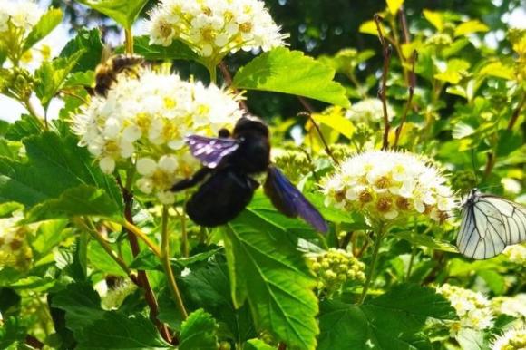 Житель Алтайского края заметил синюю пчелу