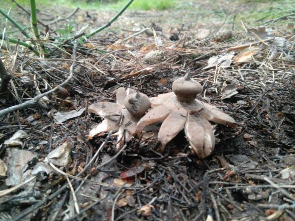 В лесах Алтая находят грибы, похожие на осьминогов