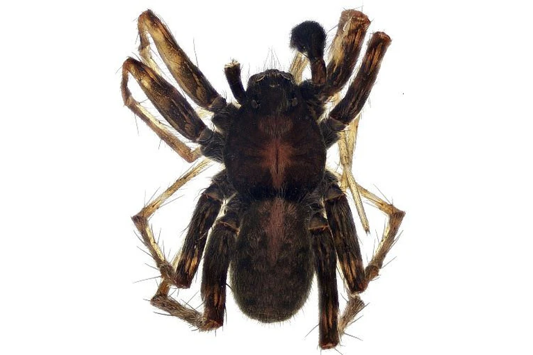 Алтайский ученый обнаружил новый вид паука