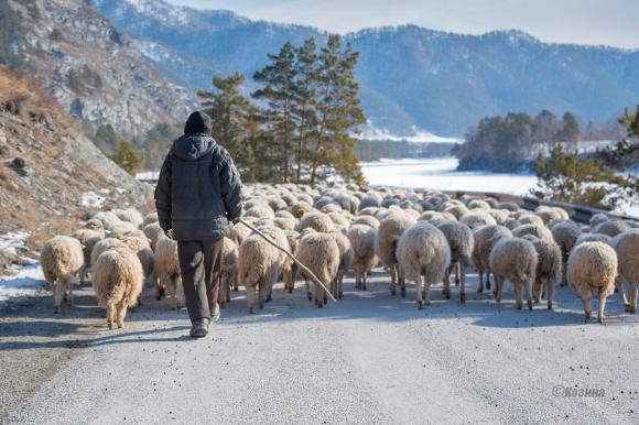 В Республике Алтай специальные погонщики будут отгонять скот от Чуйского тракта