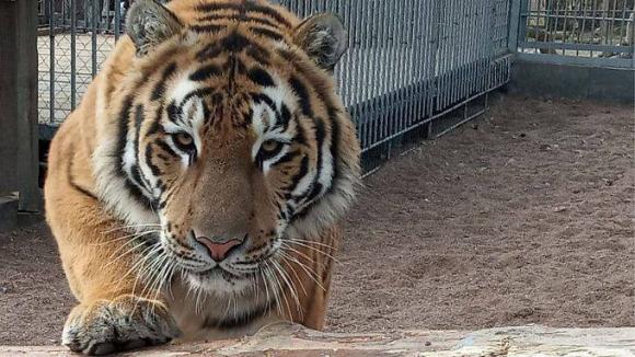 Тигр из Барнаула сбежал из клетки бурятского музея