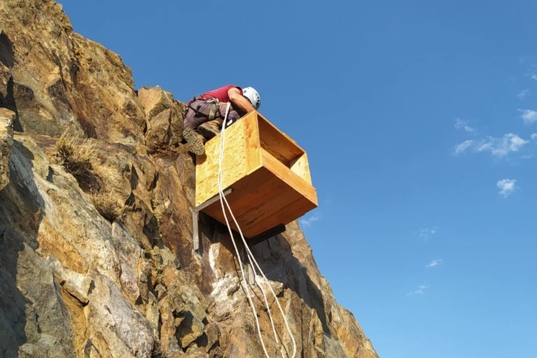 В Республиках Тыва и Алтай орнитологи установили 50 искусственных гнездовий прямо на скалах