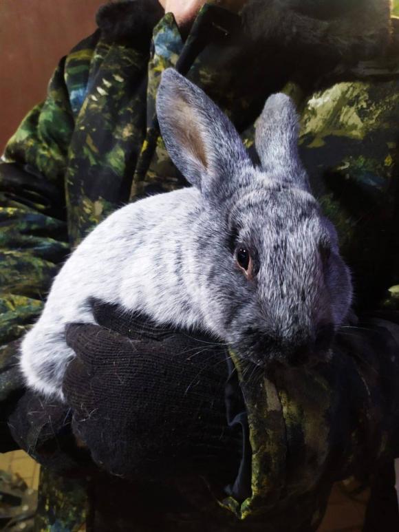 В Барнауле пройдет выставка кроликов со всего мира