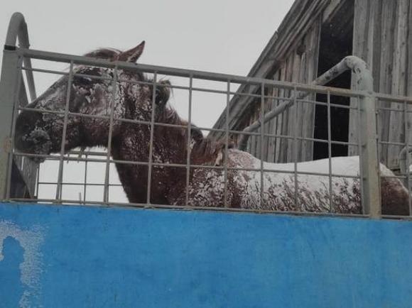 Фермер рассказал, как себя чувствует лошадь из поля Краснощековском районе