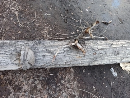 Барнаульского чиновника осудили за смерть мужчины от упавшего дерева