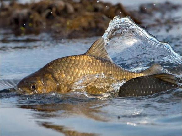 На территории Алтайского края скоро начнет действовать нерестовый запрет на ловлю рыбы