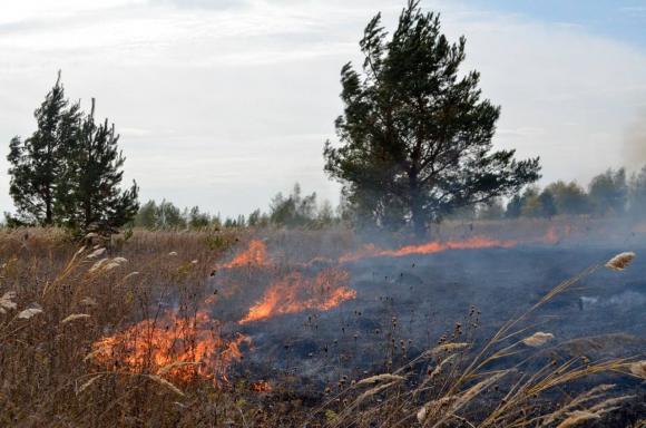 Пожарные тушат лесной пожар в Михайловском районе