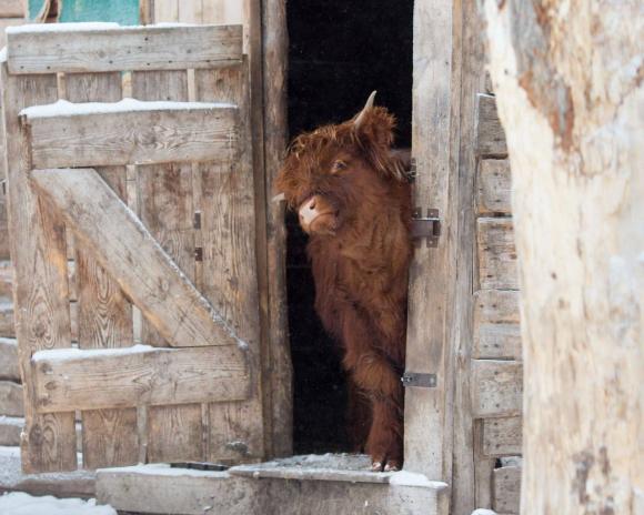 К мохнатой корове из барнаульского зоопарка приедет жених из Санкт-Петербурга