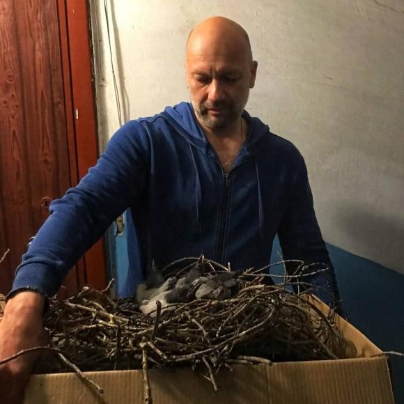 На Георгия Исакова срубили дерево вместе с вороньим гнездом и бросили птенцов