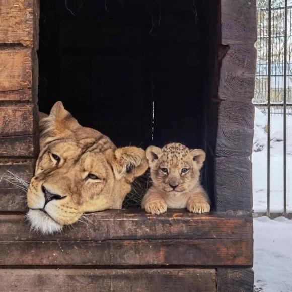 Львёнок из барнаульского зоопарка будет жить в Самаре