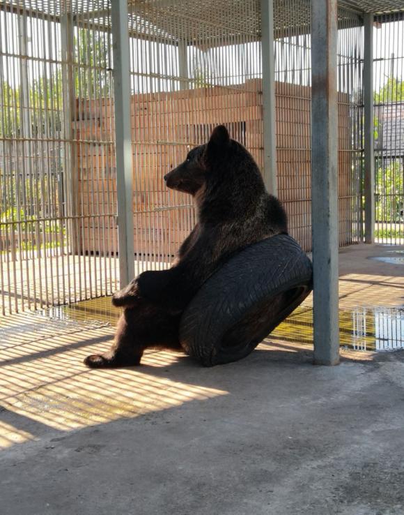21 мая - праздник медведя в Барнаульском зоопарке