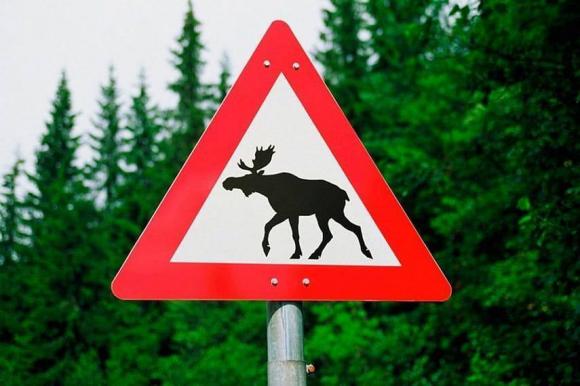 На дорогах Алтайского края установлены знаки «Дикие животные»