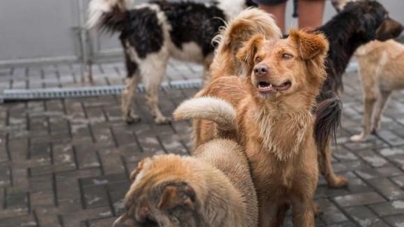 «Ласка» вновь займется ловом собак по контракту в Барнауле