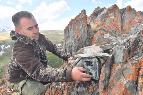 В Республике Алтай установили новые фотоловушки на снежного барса